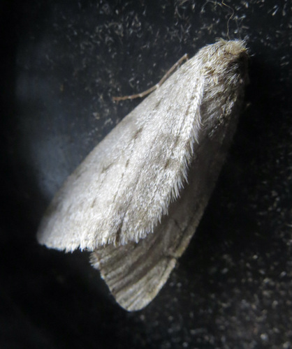 Walnut Spanworm Moth photo 4