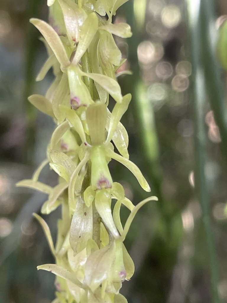 Epidendrum uribei A.D.Hawkes