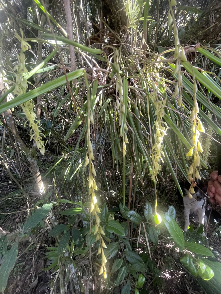 Epidendrum uribei A.D.Hawkes 2