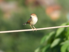 Cisticola cantans