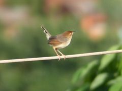 Cisticola cantans