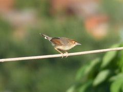 Cisticola cantans
