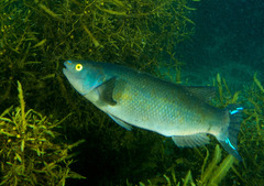 Olisthops cyanomelas