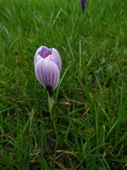 Crocus