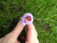 Crocus