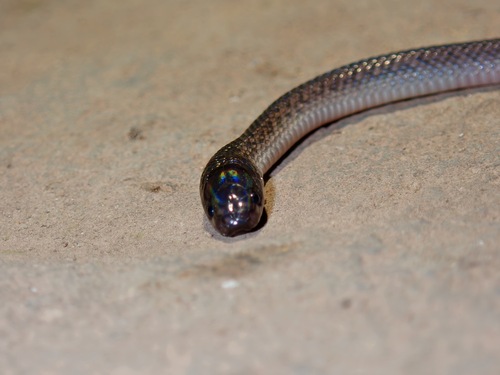 Dark-grey Ground Snake