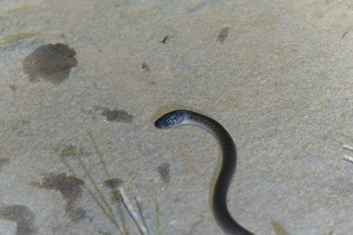 Dark-grey Ground Snake