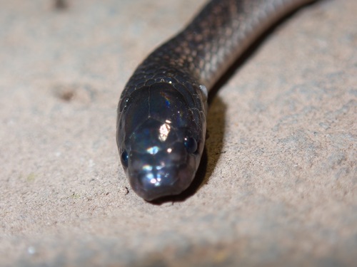Dark-grey Ground Snake