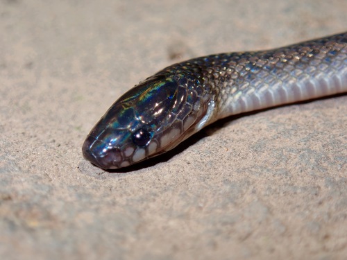 Dark-grey Ground Snake