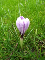 Crocus