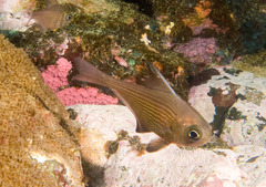 Pempheris multiradiata