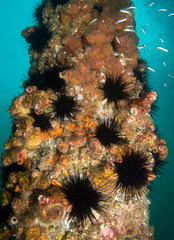 Centrostephanus rodgersii