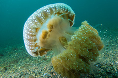 Phyllorhiza punctata