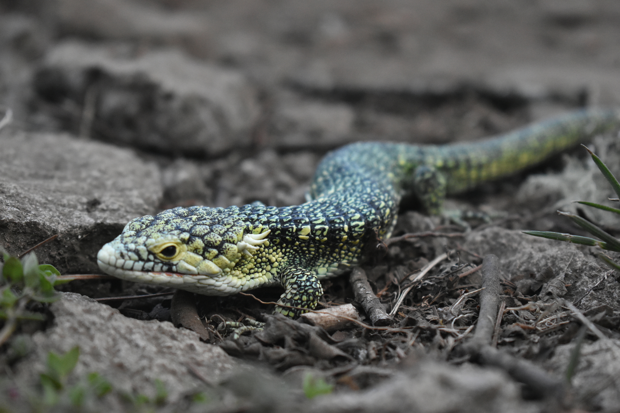 Argueta Arboreal Alligator Lizard photo 5