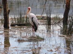 Mycteria ibis