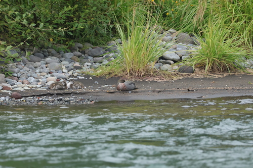 Blue Duck (Hymenolaimus malacorhynchos), photo 6