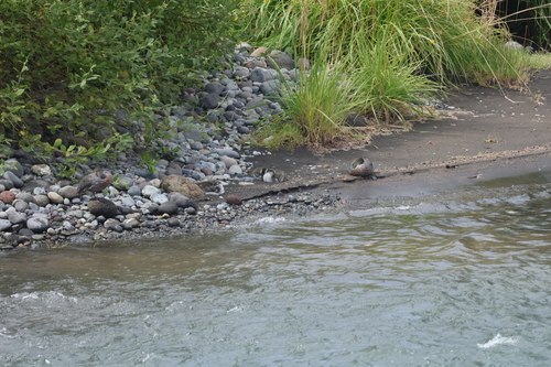 Blue Duck (Hymenolaimus malacorhynchos), photo 5