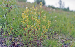 Galium densiflorum