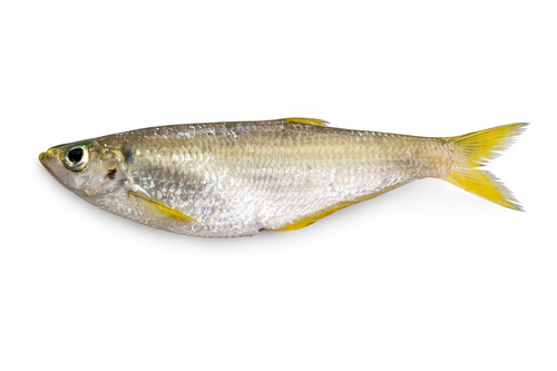 Yellowfin Herring
