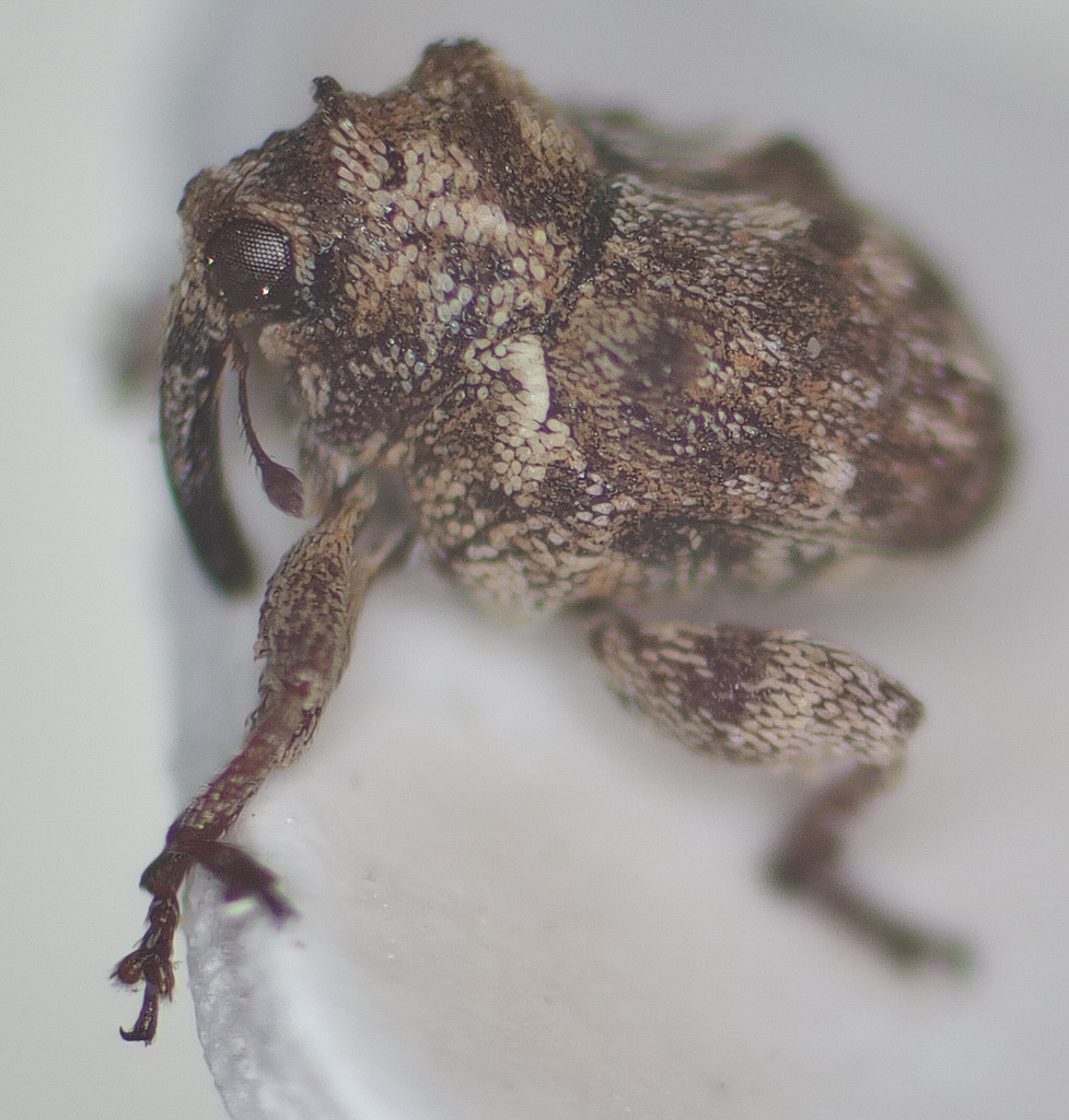 Hypohypurus