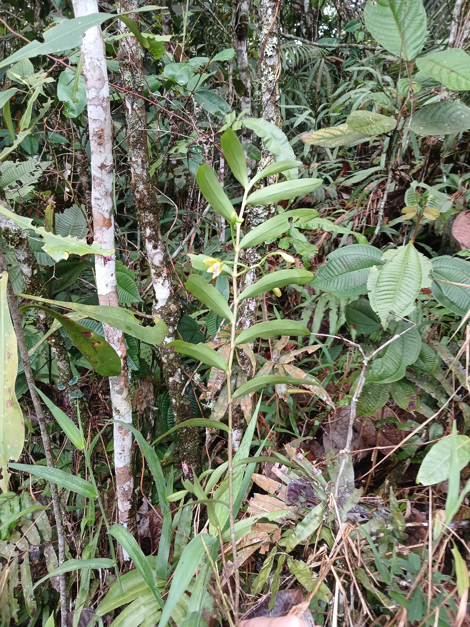 Epidendrum