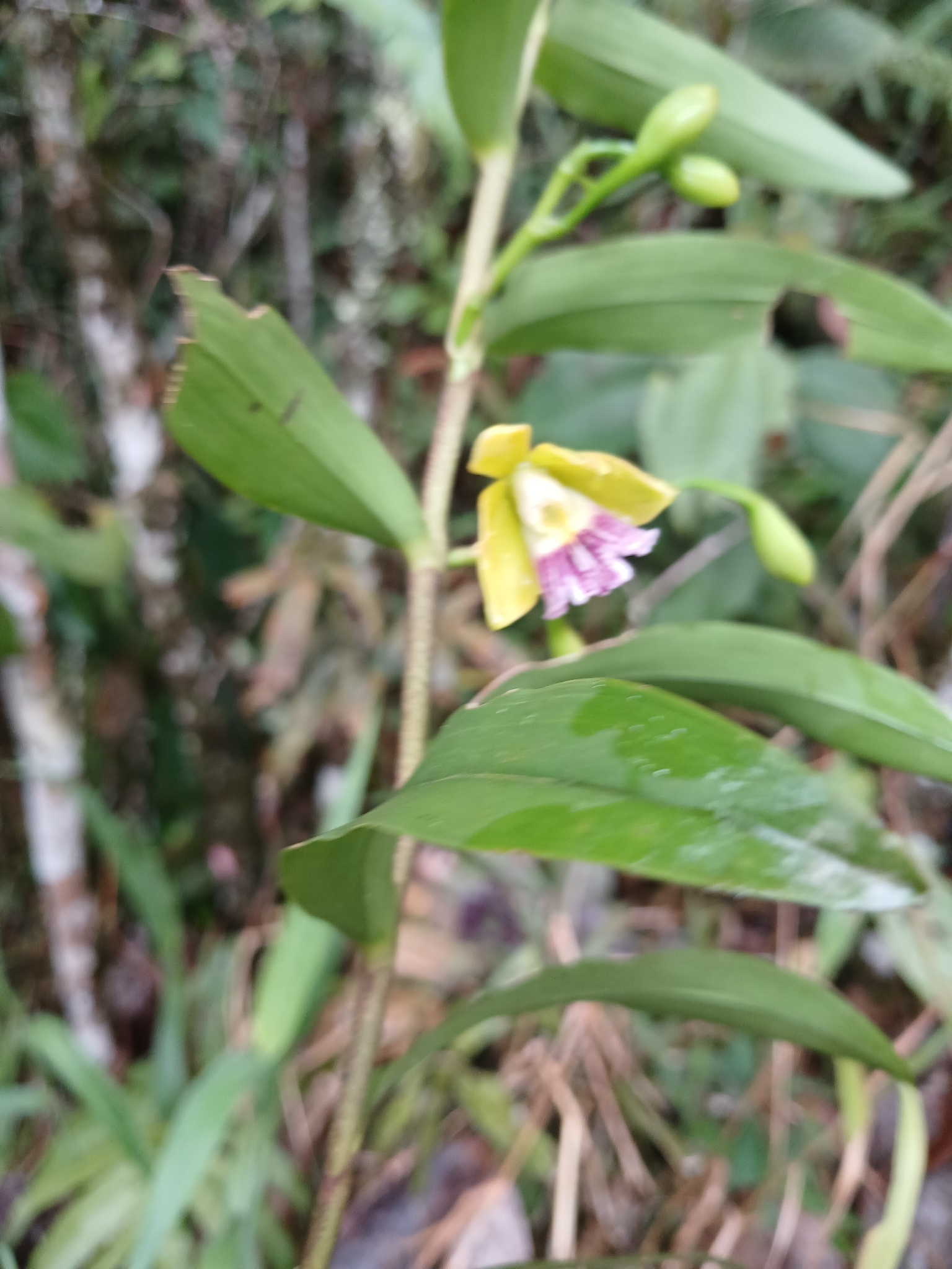 Epidendrum misasii Hágsater 2