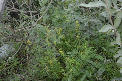Galium densiflorum