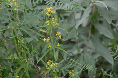 Galium densiflorum