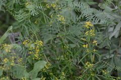 Galium densiflorum