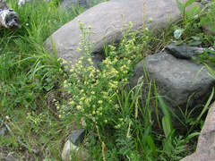 Galium densiflorum