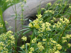 Galium densiflorum