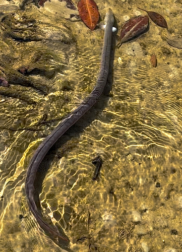 Bengal's snake-eel (Pisodonophis boro) — Ophichthidae — 4
