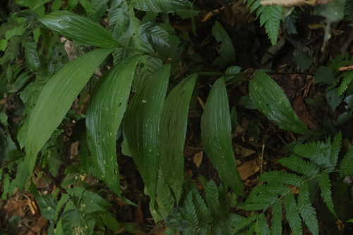 Corymborkis veratrifolia observed 2026-01-20
