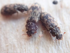 Synchita undata