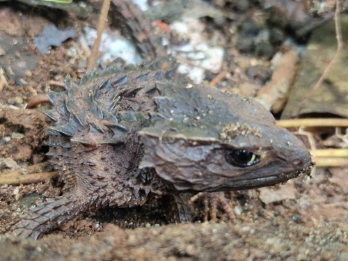 Tribolonotus observed 2026-02-11