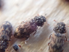 Synchita undata