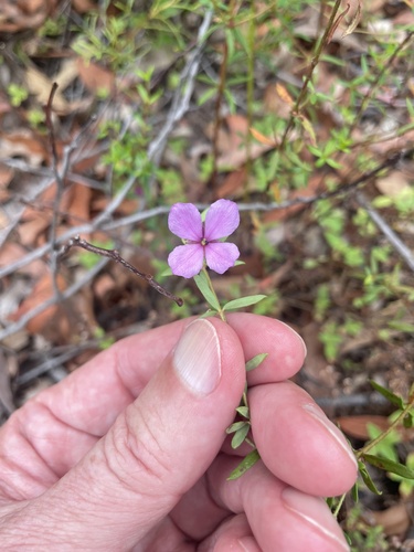 Thyme Pink-bells (Tetratheca thymifolia)