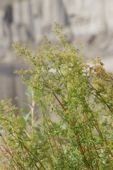 Galium densiflorum