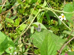 Cupido comyntas texana