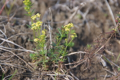 Galium densiflorum