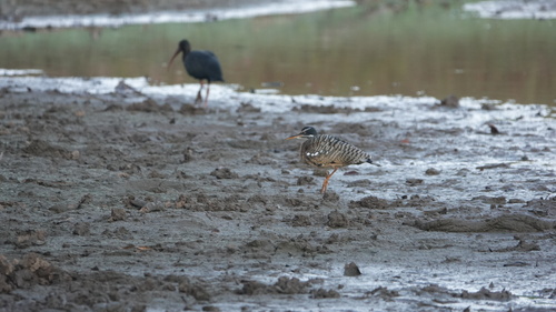 Sunbittern (Eurypyga helias), photo 5