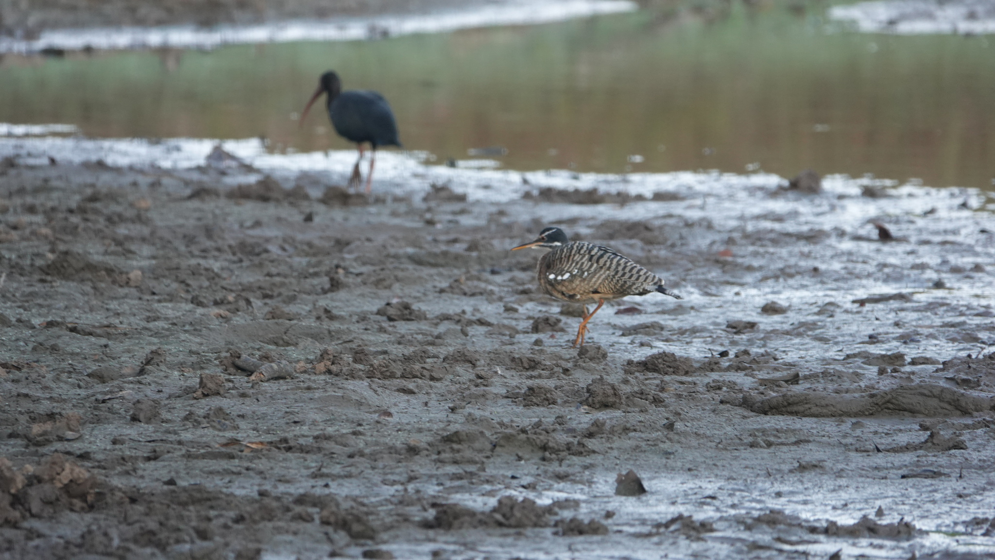 Sunbittern (Eurypyga helias), photo 8