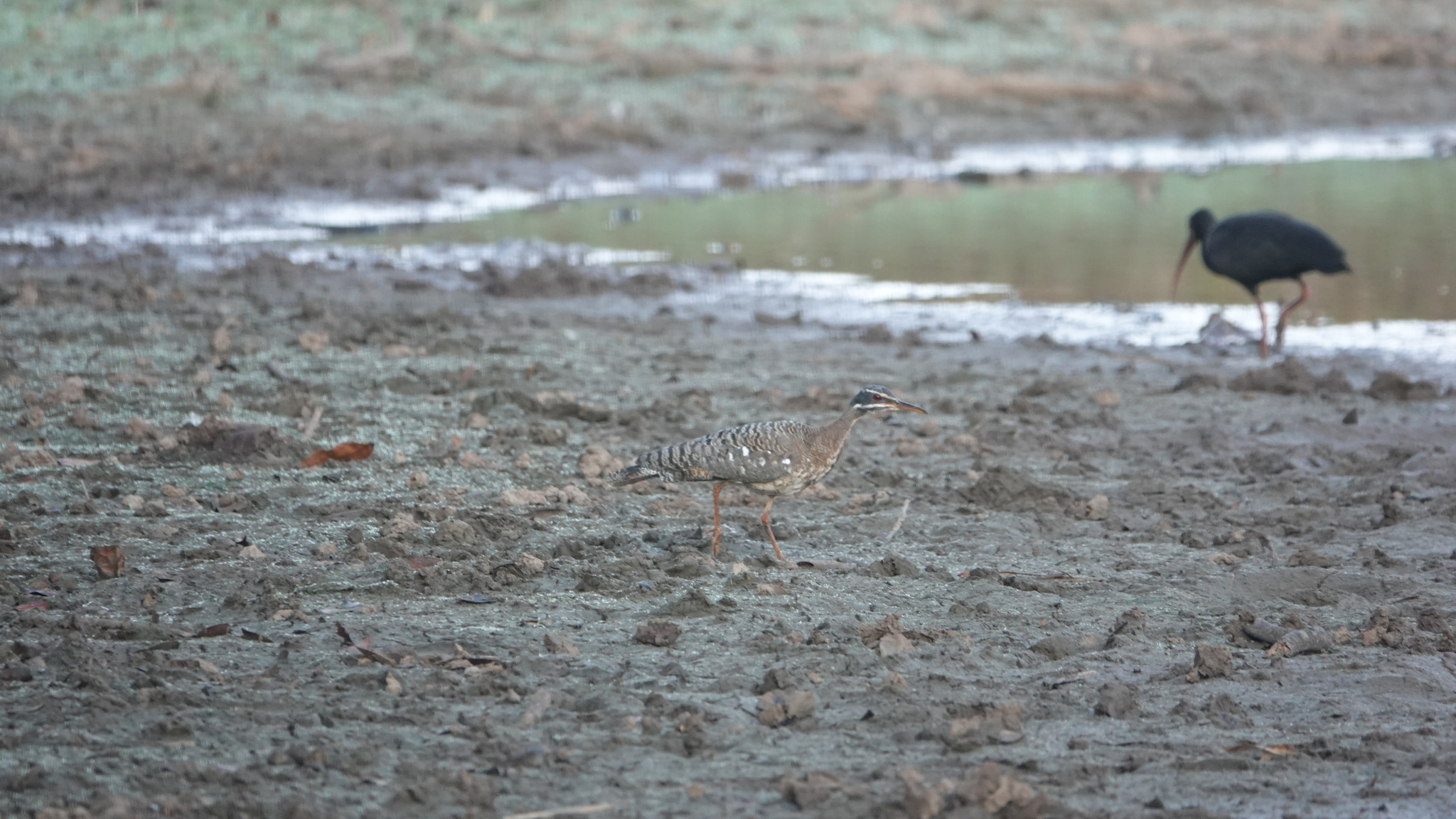 Sunbittern (Eurypyga helias), photo 9