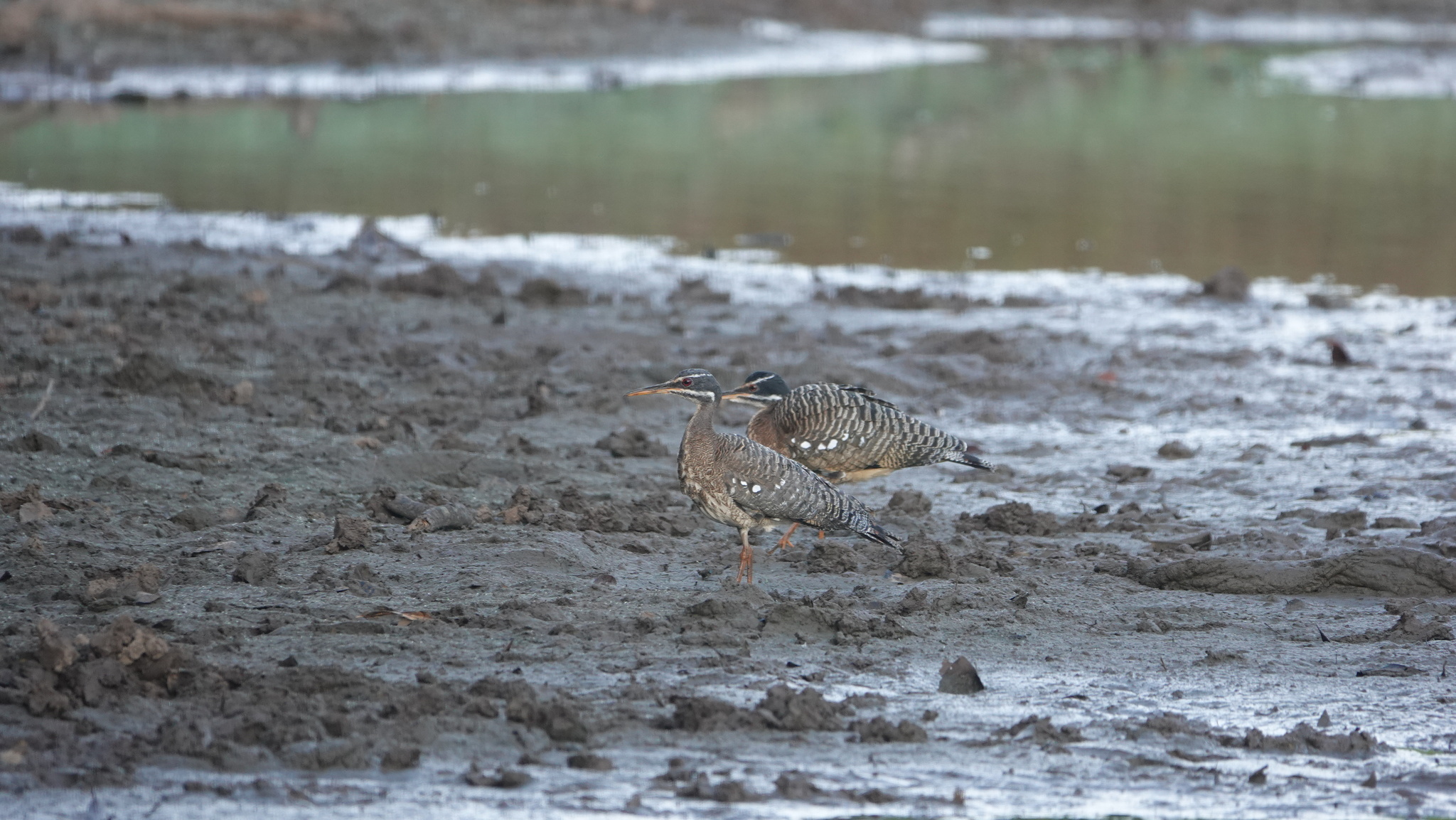 Sunbittern (Eurypyga helias), photo 10
