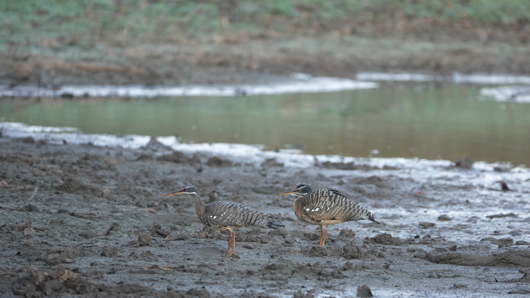 Sunbittern (Eurypyga helias), photo 7