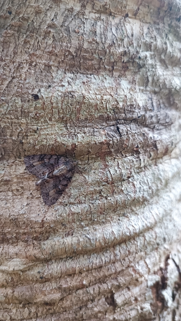 Looper Tree Common Forest Looper from Purakauiti 9586, New Zealand on February 11 ...