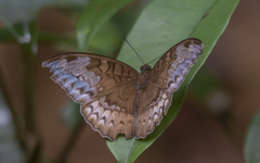 Tanaecia godartii asoka