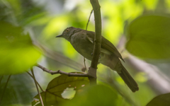 Rubigula erythropthalmos