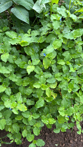 Commelina benghalensis