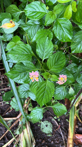 Lantana camara